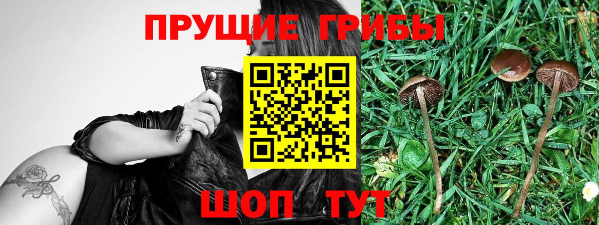 Псилоцибиновые грибы Psilocybe  Галлюциногенные грибы мицелий  Вход с VPN  Миллерово 